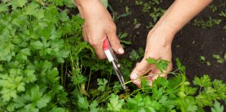 Польза привычной зелени — как мы недооцениваем то, что растет у каждого - Лучшее Польза привычной зелени — как мы недооцениваем то, что растет у каждого