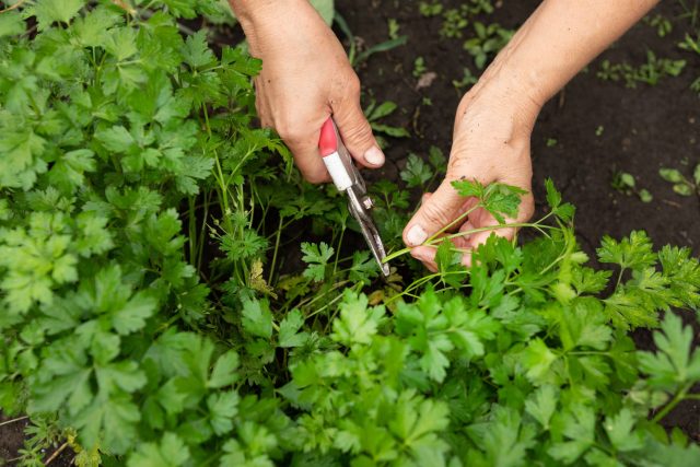 Польза привычной зелени — как мы недооцениваем то, что растет у каждого