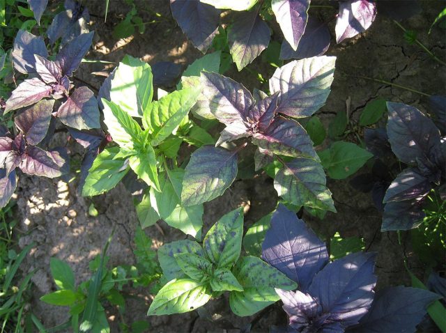 Базилик — одна из самых ароматных пряных трав огорода. Его листья сочетают нотки гвоздики, цитруса и перца. Теплолюбив, но при хорошем уходе даёт обильную зелень для салатов, соусов, мяса и напитков.