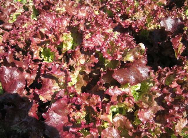 Салат-латук — источник ранних витаминов и нежной сочной зелени. Холодостоек, быстро растёт и особенно вкусен при весенних посевах. Подходит для регулярного сбора листьев и легко выращивается даже на небольших грядках.