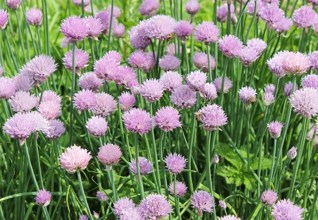 Многолетние луки — одни из самых надёжных культур огорода. Они зимостойки, редко болеют и дают витаминное перо с ранней весны до осени. Подходят для свежих салатов, заготовок и декоративных посадок.