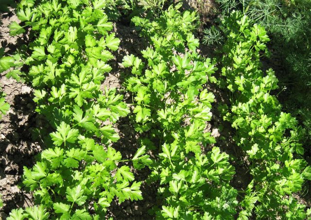 Петрушка ценится не только за вкус и аромат, но и за высокое содержание витамина C и эфирных масел. Хорошо растёт на солнце и в полутени, даёт раннюю зелень при подзимнем посеве и долго сохраняет свежесть после срезки. © Екатерина Колосова