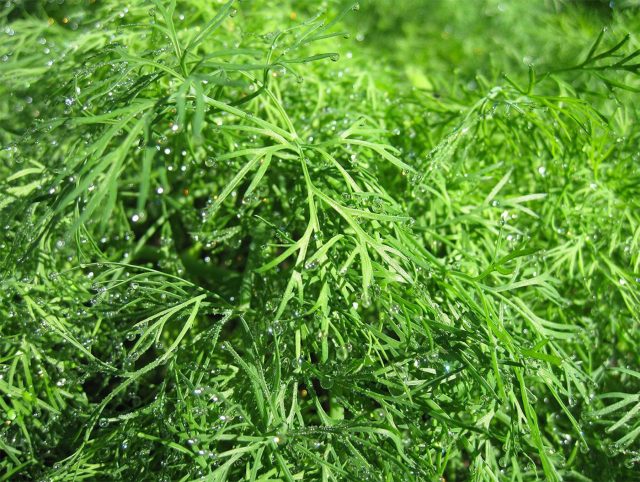 Укроп — одна из самых ранних и неприхотливых зеленных культур. Быстро всходит, легко переносит прохладу и даёт ароматную зелень уже через 3–4 недели после посева. Подходит для салатов, заготовок и повторных посевов всё лето.