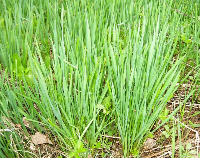 Чеснок на перо ценят за раннюю, сочную и ароматную зелень. Особенно нежким он получается при выращивании из бульбочек. Посаженный под зиму, чеснок даёт витаминные листья раньше большинства других культур.