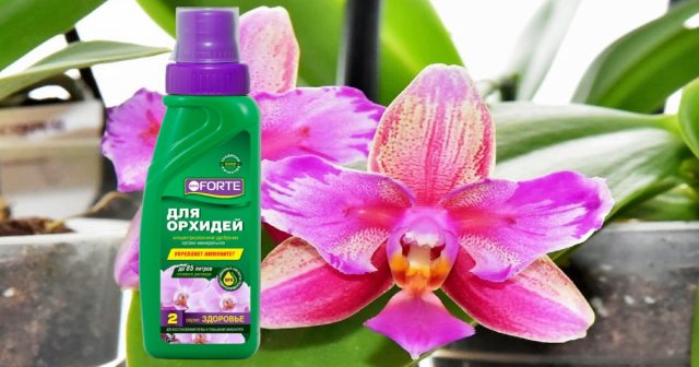Удобрением для орхидей Bona Forte серии Здоровье.