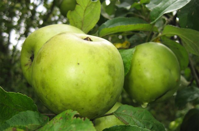 Антоновка — больше чем сорт. Это аромат, который узнаётся сразу, высокая зимостойкость и настоящий вкус яблока. Не случайно именно она стала основой для десятков современных гибридов. Антоновка — больше чем сорт. Это аромат, который узнаётся сразу, высокая зимостойкость и настоящий вкус яблока. Не случайно именно она стала основой для десятков современных гибридов.