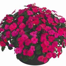 Бальзамин «Джусто-Черри-роуз»