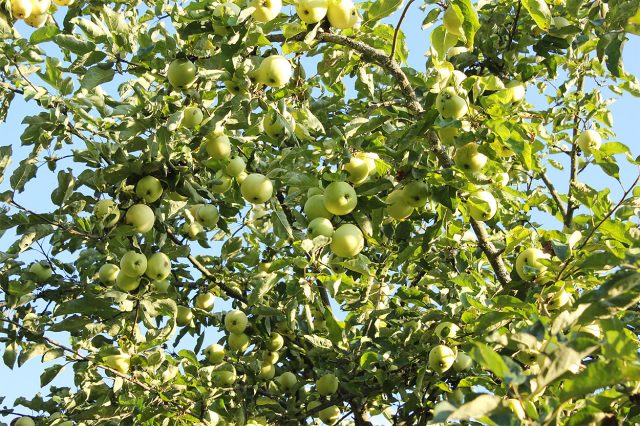 Белый налив — символ начала лета. Нежные, сочные яблоки с медовым ароматом хороши именно свежими, прямо с дерева, и потому особенно ценны для домашнего сада. Белый налив — символ начала лета. Нежные, сочные яблоки с медовым ароматом хороши именно свежими, прямо с дерева, и потому особенно ценны для домашнего сада.