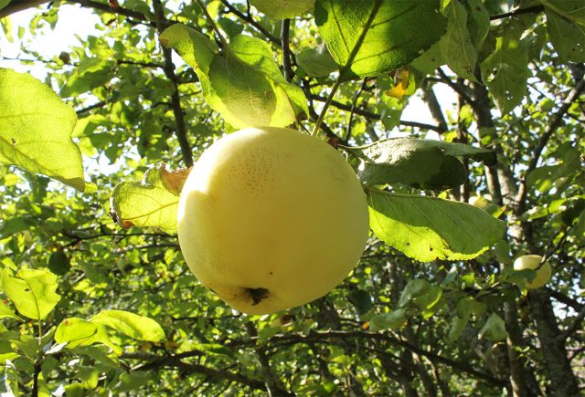 Нежные, сочные яблоки с медовым ароматом хороши именно свежими, прямо с дерева, и потому особенно ценны для домашнего сада. Нежные, сочные яблоки с медовым ароматом хороши именно свежими, прямо с дерева, и потому особенно ценны для домашнего сада.