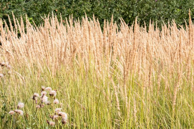 Высокорослые злаки — это изящная альтернатива заборам. Просо, вейник или мискантус создают легкую ширму высотой до двух метров, которая наполняет сад движением и звуком, не перекрывая свет и сохраняя ощущение простора.