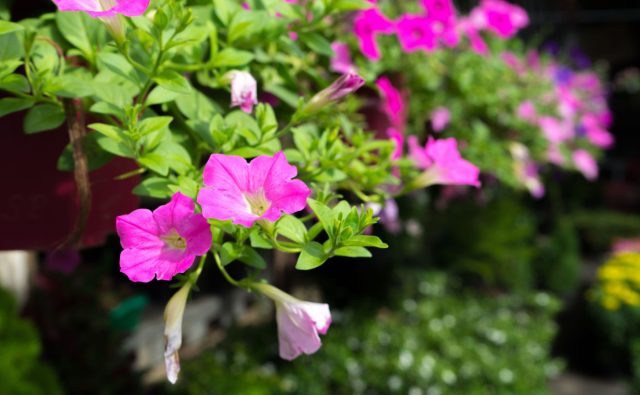 Комбинация кашпо с решеткой — это готовое решение для мгновенного зонирования. Вьющиеся однолетники быстро оплетают экран, создавая плотную и ароматную цветочную ширму, которую легко переместить в любое место на участке. Комбинация кашпо с решеткой — это готовое решение для мгновенного зонирования. Вьющиеся однолетники быстро оплетают экран, создавая плотную и ароматную цветочную ширму, которую легко переместить в любое место на участке.