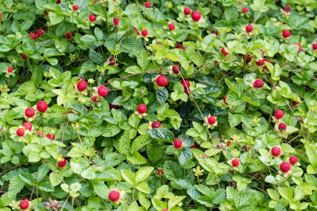 Почвопокровник с земляничным характером: зелёный ковёр, жёлтые цветки и яркие красные ягоды. Быстро разрастается, украшает теневые участки и создаёт ощущение живого лесного уголка.