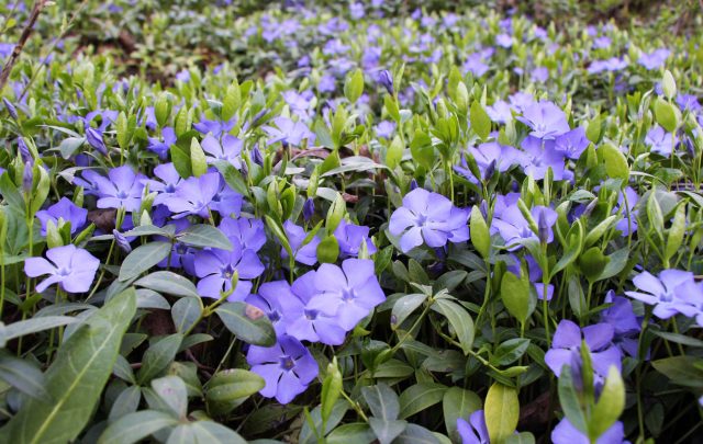 Вечнозелёный ковёр для тени и приствольных кругов. Барвинок быстро закрывает почву, красиво цветёт весной и сохраняет декоративность круглый год. Идеален там, где газон не растёт совсем.