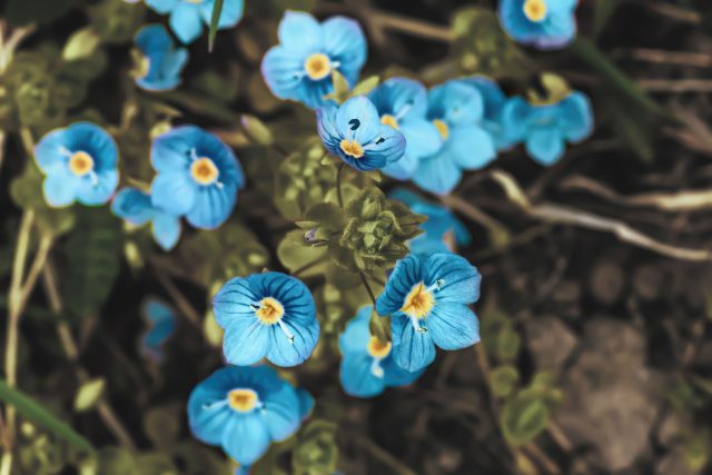 Нежный ковёр с эффектом голубой дымки. Весной вероника цветёт так обильно, что участок словно покрывается небесным туманом. Хорошо подходит для полутени, приствольных кругов и зон отдыха.