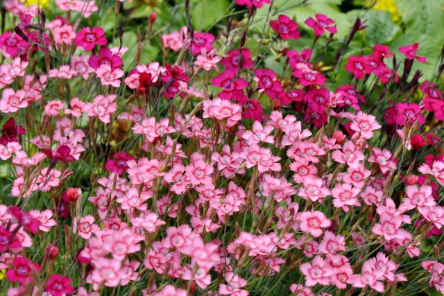 Компактные подушки с серо-зелёной листвой и ярким цветением. Гвоздики украшают солнечные участки, отлично сочетаются с камнями и гравием, радуют ароматом и не требуют сложного ухода.