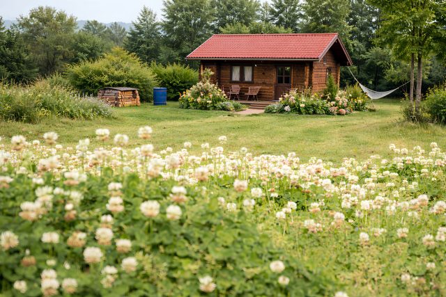 Чем заменить газон на участке? 10 самых лучших альтернатив