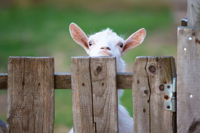 Белая коза стоит в загоне и внимательно смотрит в камеру