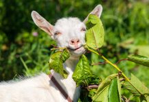 О чём вам нужно узнать до покупки козы? О чём вам нужно узнать до покупки козы