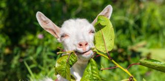 О чём вам нужно узнать до покупки козы? - Лучшее О чём вам нужно узнать до покупки козы