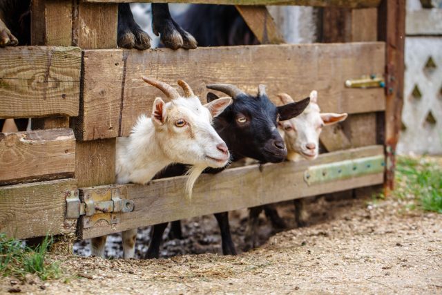 Три козы стоят рядом друг с другом в загоне