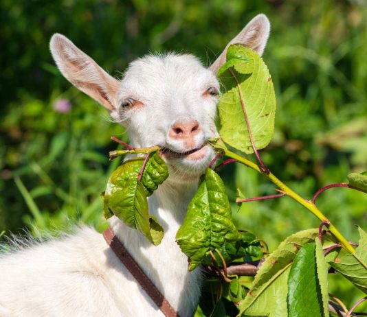 О чём вам нужно узнать до покупки козы