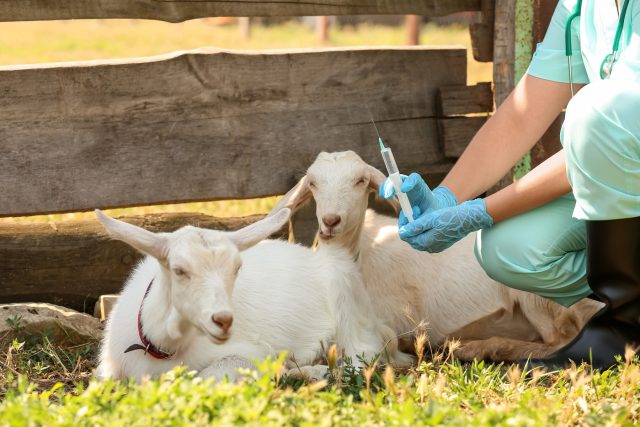 Копыта у козы растут постоянно, их нужно стричь каждые пару месяцев, иначе животное начинает хромать. Плюс регулярная обработка от глистов и паразитов, прививки и ситуации, когда помощь нужна срочно. Без базовых знаний здоровья здесь не обойтись.