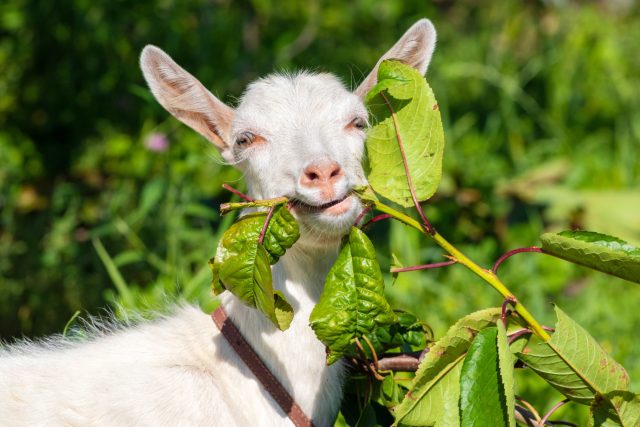 О чём вам нужно узнать до покупки козы?