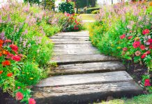 Что посадить вдоль дорожек — 16 цветов, которые я советую всем