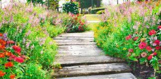 Что посадить вдоль дорожек — 16 цветов, которые я советую всем