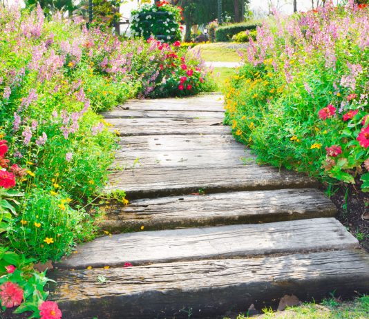 Что посадить вдоль дорожек — 16 цветов, которые я советую всем