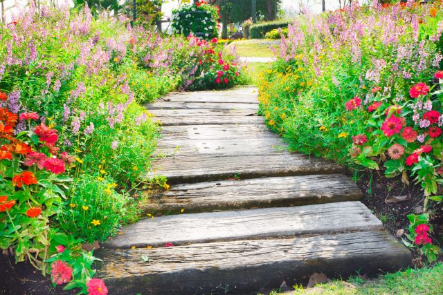 Что посадить вдоль дорожек — 16 цветов, которые я советую всем