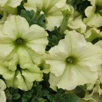 Петуния «Софистика Лайм Грин» (Petunia × hybrida 'Sophistica Lime Green')