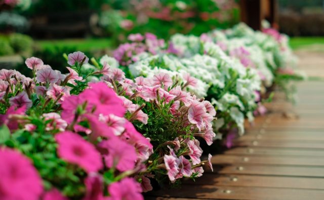 Петуния вдоль дорожки даёт плотный, аккуратный бордюр из цветов, который держит форму даже после дождей и жары. Кустовые сорта не расползаются и не залезают на плитку.