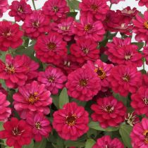 Цинния «Профьюжн Черри» (Zinnia × hybrida 'Profusion Cherry')