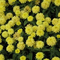 Цинния «Захара Йеллоу» (Zinnia marylandica 'Zahara Yellow')