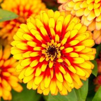 Цинния «Свиззл Скарлет Йеллоу» (Zinnia elegans 'Swizzle Scarlet Yellow')