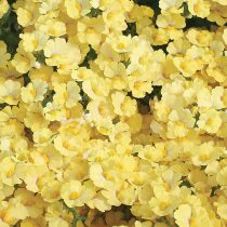 «Сансатия Лемон» (Nemesia × hybrida 'Sunsatia Lemon')