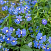 «Блю Джем» (Nemesia fruticans 'Blue Gem')