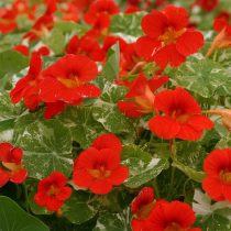 Настурция «Аляска Скарлет» (Tropaeolum majus 'Alaska Scarlet')