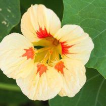 Настурция «Пич Мельба» (Tropaeolum majus 'Peach Melba')