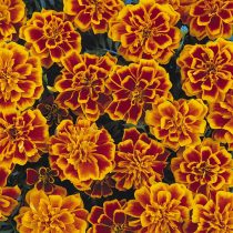 «Бонанза Флэйм» (Tagetes patula 'Bonanza Flame')
