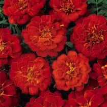 «Дюранго Ред» (Tagetes patula 'Durango Red')
