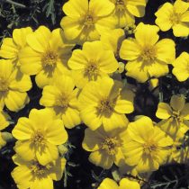 «Лемон Джем» (Tagetes tenuifolia 'Lemon Gem')