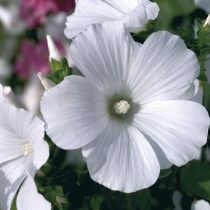 Лаватера «Мон Блан» (Lavatera trimestris 'Mont Blanc')