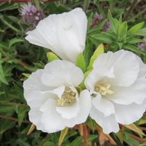 Годеция «Дюшес оф Олбани» (Godetia grandiflora 'Duchess of Albany')