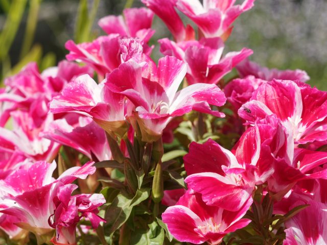 Годеция формирует аккуратный бордюр из нежных, словно атласных цветков, который хорошо держит форму даже в прохладное лето. Она не разваливается и не требует формировки.