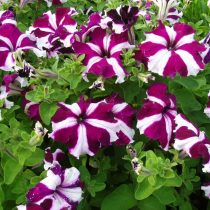 Петуния «Ультра Кримсон Стар» (Petunia × hybrida 'Ultra Crimson Star')