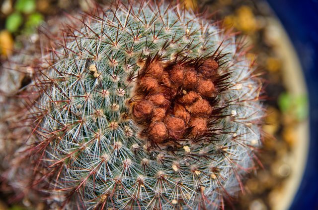 Начало чуда: плотные пушистые почки. У маммиллярий (на фото) они образуют венчик на макушке, но у других видов, например ребуций или гимнокалициумов, бутоны часто появляются сбоку или даже у самого основания стебля.