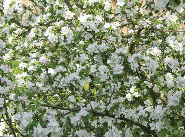 Старые сорта яблонь ценили не за громкие названия, а за вкус, аромат и надёжность. Они прошли естественный отбор десятилетиями и сохранили то, что сегодня всё труднее найти — индивидуальность. Старые сорта яблонь ценили не за громкие названия, а за вкус, аромат и надёжность. Они прошли естественный отбор десятилетиями и сохранили то, что сегодня всё труднее найти — индивидуальность.