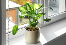 Диффенбахия — всё что нужно знать об уходе каждому цветоводу